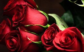 К чему снятся розы, красные, белые, розовые или разных цветов, видеть во сне много роз дома или на снегу, видеть кусты роз во сне − к чему сон