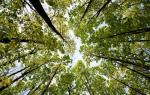 Роли и функции леса в жизни человека Значение леса для животных