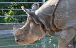 Рок от рога Почему у индийского носорога нет рога